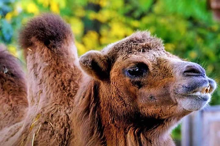 Adaptados ao ambiente de deserto, onde costumam ocorrer tempestades de areia, os camelos possuem longos cílios que protegem seus olhos da exatamente da areia e da poeira.