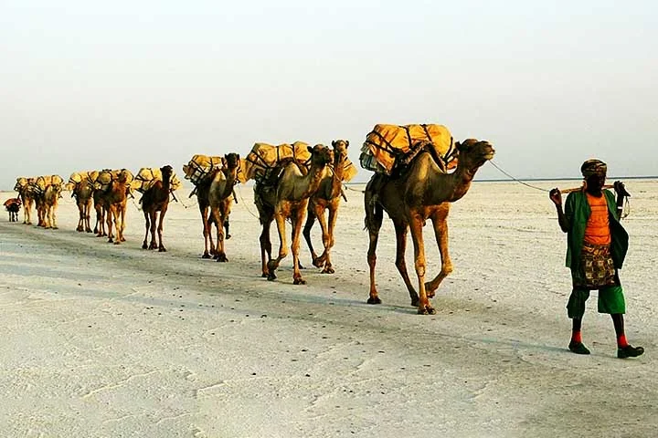 Com suas patas adaptadas e corpo resistente, os camelos conseguem percorrer grandes distâncias sem sofrer os efeitos negativos da desidratação ou do calor intenso, um feito impressionante para um animal de grande porte.