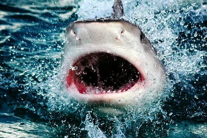 Sinais como movimentos suaves indicam um animal tranquilo, enquanto abertura constante da boca e movimentos bruscos podem significar irritação.