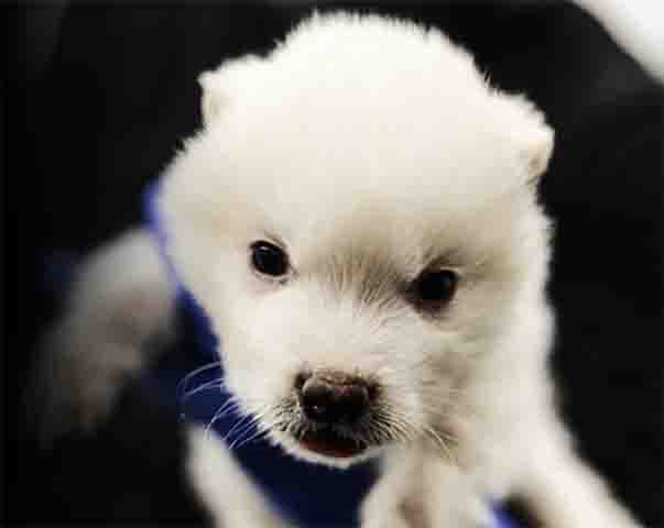 Ao serem implantados em óvulos desnucleados, esses núcleos modificados produziram embriões, que se desenvolveram dentro de cadelas mestiças de grande porte e com boas condições de saúde. 

