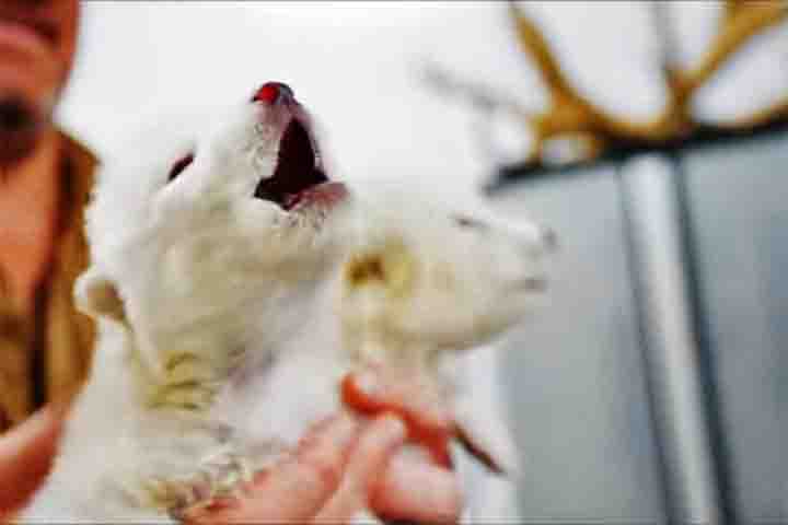 A tecnologia utilizada pela empresa americana chama-se Crispr, que permite modificar parte do código genético de uma célula a partir de “cortes”. 
