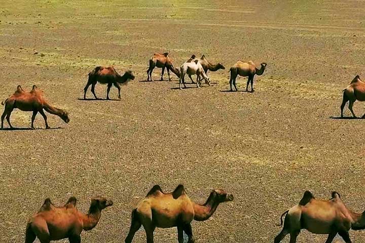 Com poucas glândulas sudoríparas e uma baixa taxa de transpiração, eles são capazes de suportar um aumento de até 6°C em sua temperatura corporal interna sem começar a suar, o que os ajuda a evitar a perda de água em condições extremas.