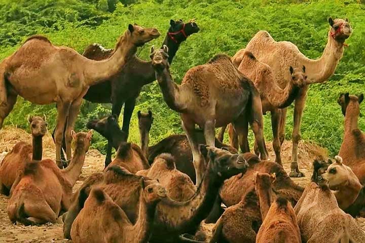 Além disso, os dromedários são geralmente encontrados em regiões como o Oriente Médio e a África, enquanto os camelos, com duas corcovas, habitam outras partes da Ásia. Os dromedários tendem a ser mais dóceis e fáceis de montar.