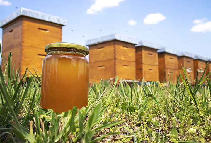 Embora sejam sempre associadas à produção de mel, elas também são fundamentais para o equilíbrio ambiental.