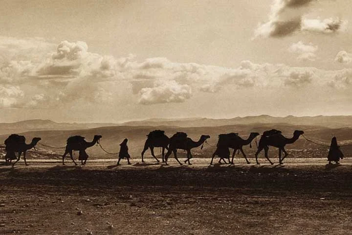 Os camelos são essenciais para as comunidades que vivem em desertos. Antes da descoberta do petróleo, eles eram fundamentais para a sobrevivência, transportando pessoas e mercadorias através de vastas distâncias, além de fornecerem carne e leite.