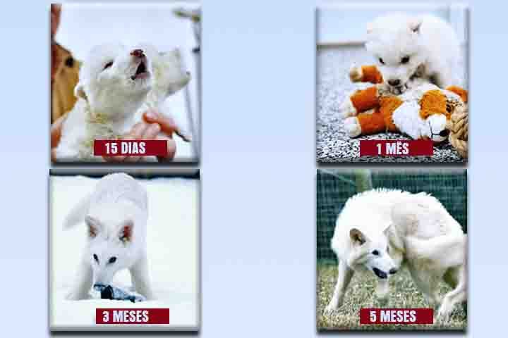 A reconstrução do genoma teria sido feita a partir de um DNA antigo identificado em fósseis de 11,5 mil a 72 mil anos atrás.

