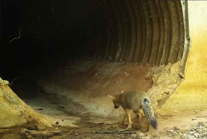 Entre os animais filmados,  estão antas, veados catingueiros e raposinhas do campo (foto), uma espécie que está ameaçada de extinção.