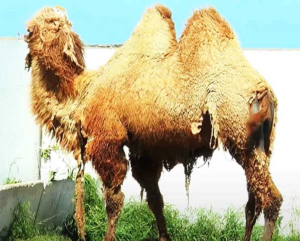 Os camelos podem viver até 50 anos, o que é incrível para um animal de grande porte. Eles atingem a capacidade reprodutiva por volta dos cinco anos de idade.