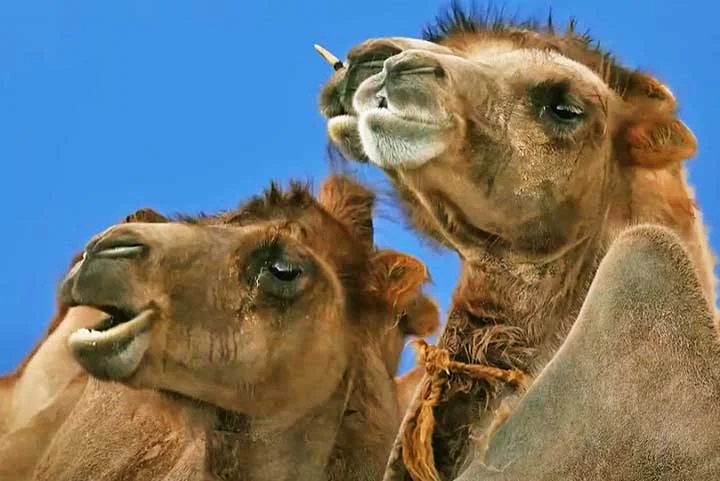 Além de suas habilidades práticas e biológicas, os camelos também têm grande significado cultural e simbólico. Eles são frequentemente mencionados em textos religiosos, como o Alcorão, e simbolizam resistência, perseverança e adaptabilidade.