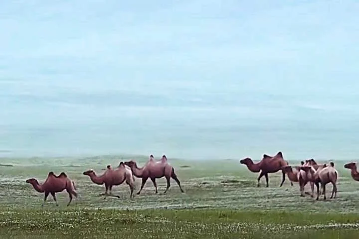 Além de suas habilidades práticas e biológicas, os camelos também têm grande significado cultural e simbólico. Eles são frequentemente mencionados em textos religiosos, como o Alcorão, comprovando o símbolo de resistência, perseverança e adaptabilidade.