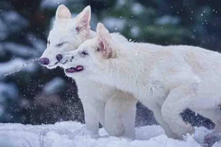 Eles tinham aparência semelhante às dos lobos cinzentos e dos chacais, porém eram provenientes de linhagem genética distinta. 
