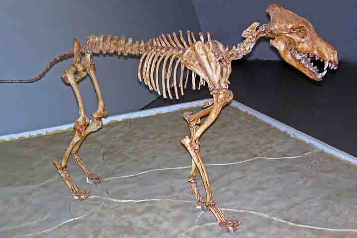 A Colossal  Biosciences, por sua vez, diz que utilizou edições genéticas a partir de derivações do genoma do lobo-terrível, canídeo cujo nome científico é Aenocyon dirus. Ele foi um mapa para os cientistas. 
