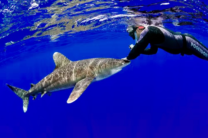 Com mais de 20 anos de carreira, o brasileiro já acumulou mais de 170 horas de mergulhos livres com tubarões.