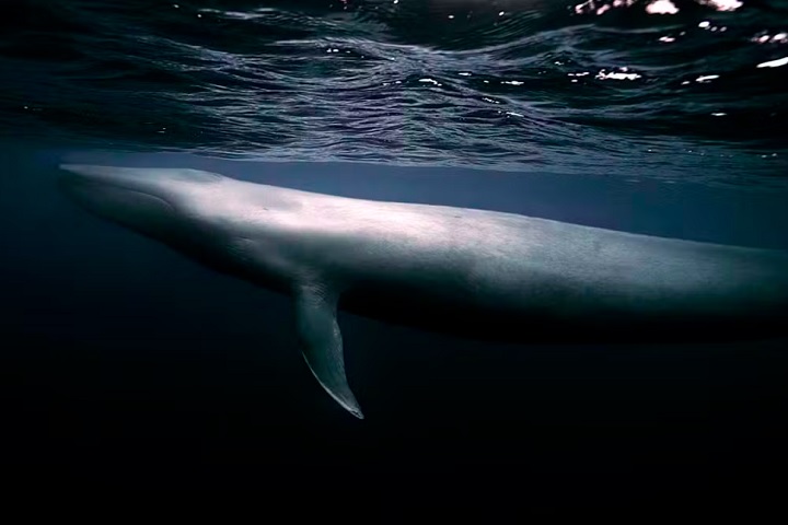 Além dos tubarões, o fotógrafo também já capturou baleias-azuis — maior animal do mundo —, conhecidas por serem tímidas. 