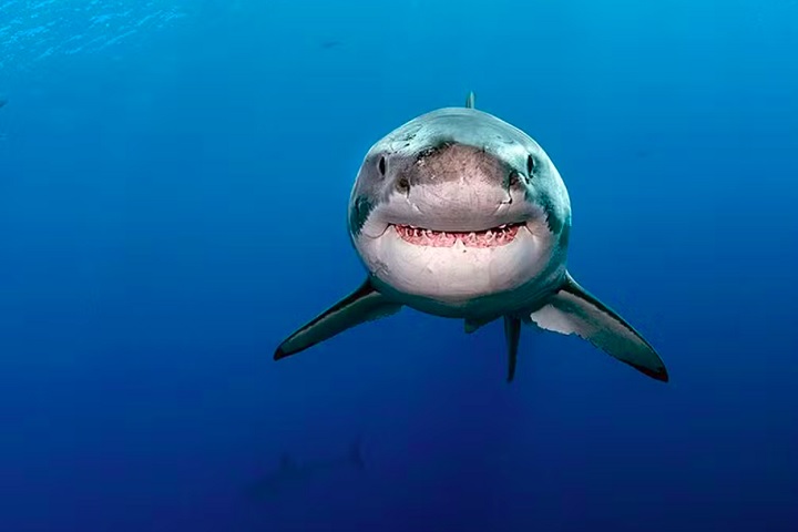 O brasileiro explica que manter contato visual é essencial para evitar ataques: “Todo tubarão vai tentar se aproximar por onde você não está vendo. Se ele vier por trás e te der uma cutucada, e você não reagir, não virar, não fizer contato visual, da próxima vez ele pode vir para morder.