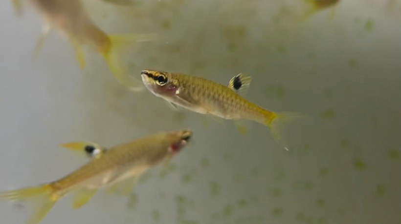 Peixe Tetra Splash (Copella Arnoldi), estudado por pesquisador da Universidade Federal do Pará (UFPA)