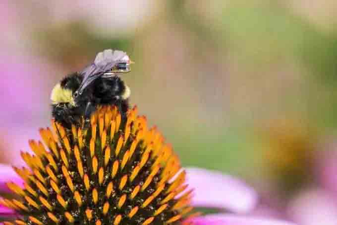 Engenheiros da Universidade de Washington anunciaram neste mês a criação de um sistema de sensores que utilizam o ciclo natural de vida das abelhas para monitorar informações de temperatura, umidade e intensidade da luz..