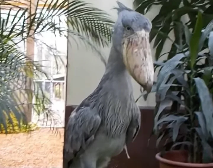 Essa ave pode atingir uma envergadura de até 2,3 metros. Além disso, elas podem viver naturalmente até 30 anos.