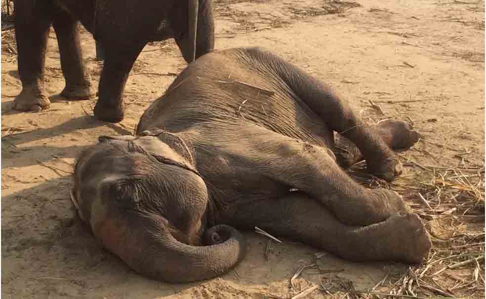 Elefantes dormem em pé ou deitados de lado, durante três a seis horas por dia. 