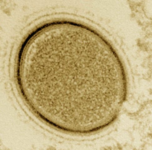 Ele também pertence à categoria de vírus gigantes, que podem ser vistos através de um microscópio comum. Além disso, o M. sibericum não representa uma ameaça para qualquer animal, incluindo seres humanos. 