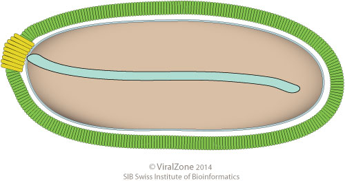 O segundo tipo é o Pithovirus sibericum, um dos maiores vírus já vistos, medindo 1,5 micrômetros de comprimento, que é aproximadamente do tamanho de uma bactéria pequena. Este foi coletado em 2000, na região de Kolyma, no extremo leste da Rússia.