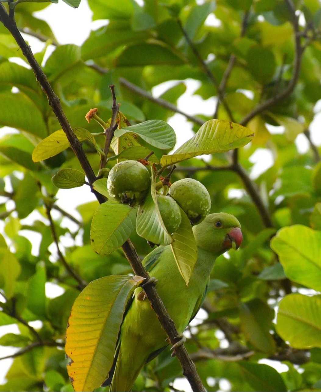 No Brasil, ela segue como uma das frutas mais cultivadas, com grande destaque em estados como São Paulo, Petrolina (PE) e Juazeiro (BA). 
