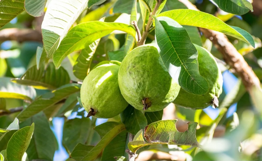 É o fruto da goiabeira, árvore da espécie Psidium guajava, da família Myrtaceae, originária da América tropical. Assim, ele é constituído de uma baga, carnoso, casca verde, amarelada ou roxa, com superfície lisa ou irregular, de cerca de oito centímetros de diâmetro. 