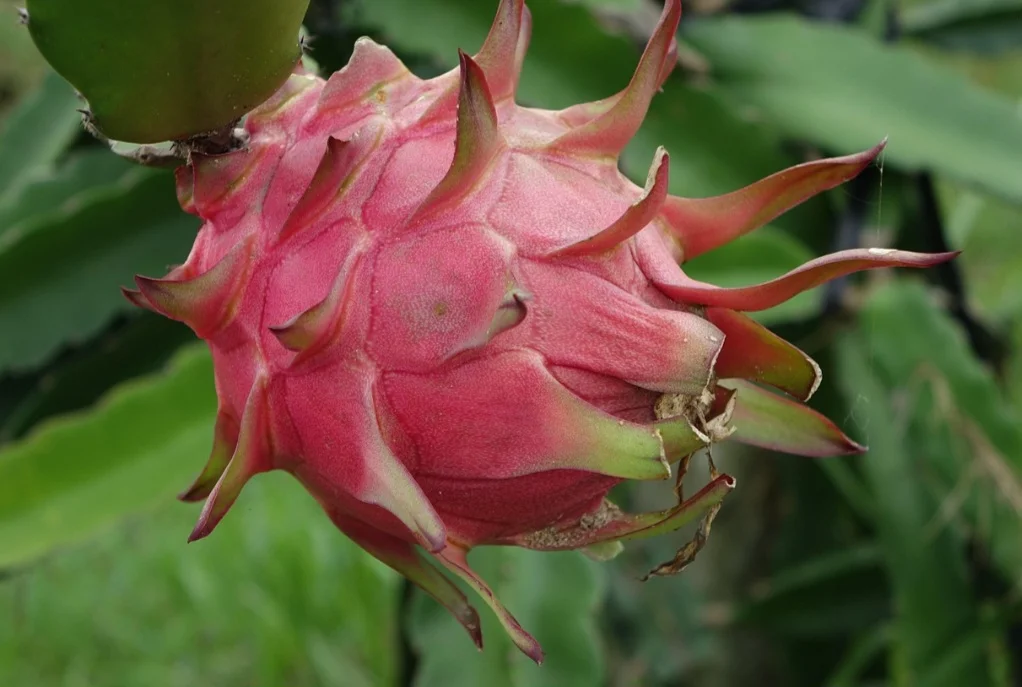 Por outro lado, deve-se evitar locais com ventos fortes que possam danificar os caules. O vaso necessita ficar em uma área ventilada, para garantir espaço para as plantas se desenvolverem e facilitar as regas regulares.