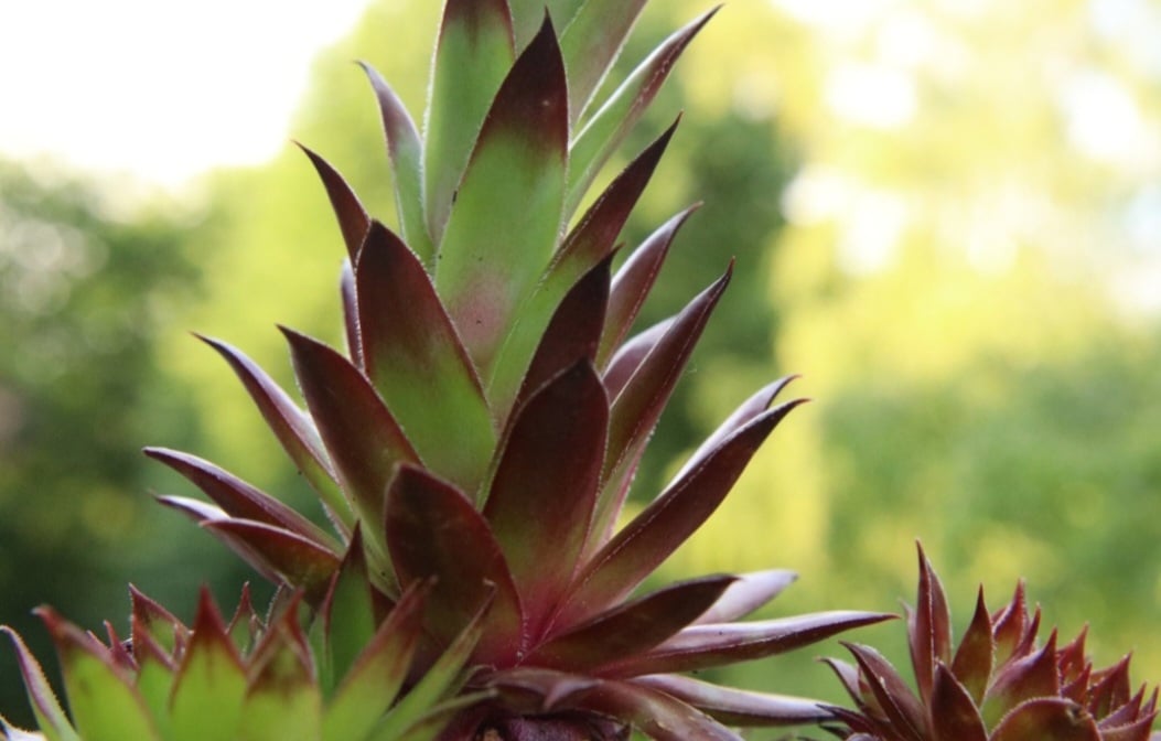 Ela, então, cresce em vasos com drenagem, sendo perfeita para varandas ou quintais pequenos, com sua estrutura que adiciona um toque ornamental.