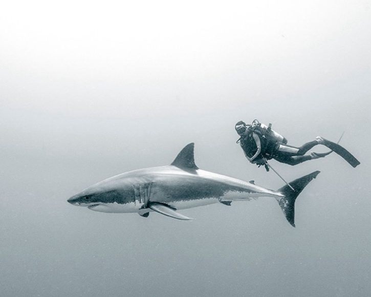 Seus mergulhos geralmente são feitos com um assistente local e acontecem em condições controladas.