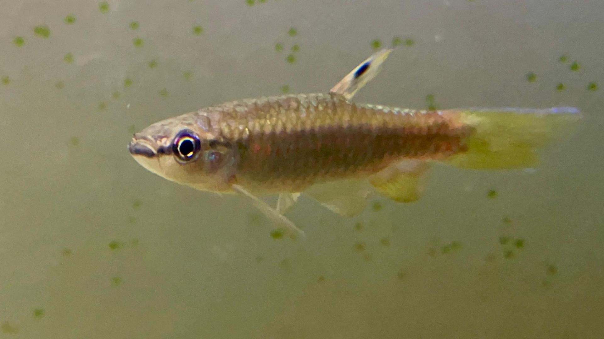 Peixe Tetra Splash (Copella Arnoldi), estudado por pesquisador da Universidade Federal do Pará (UFPA)