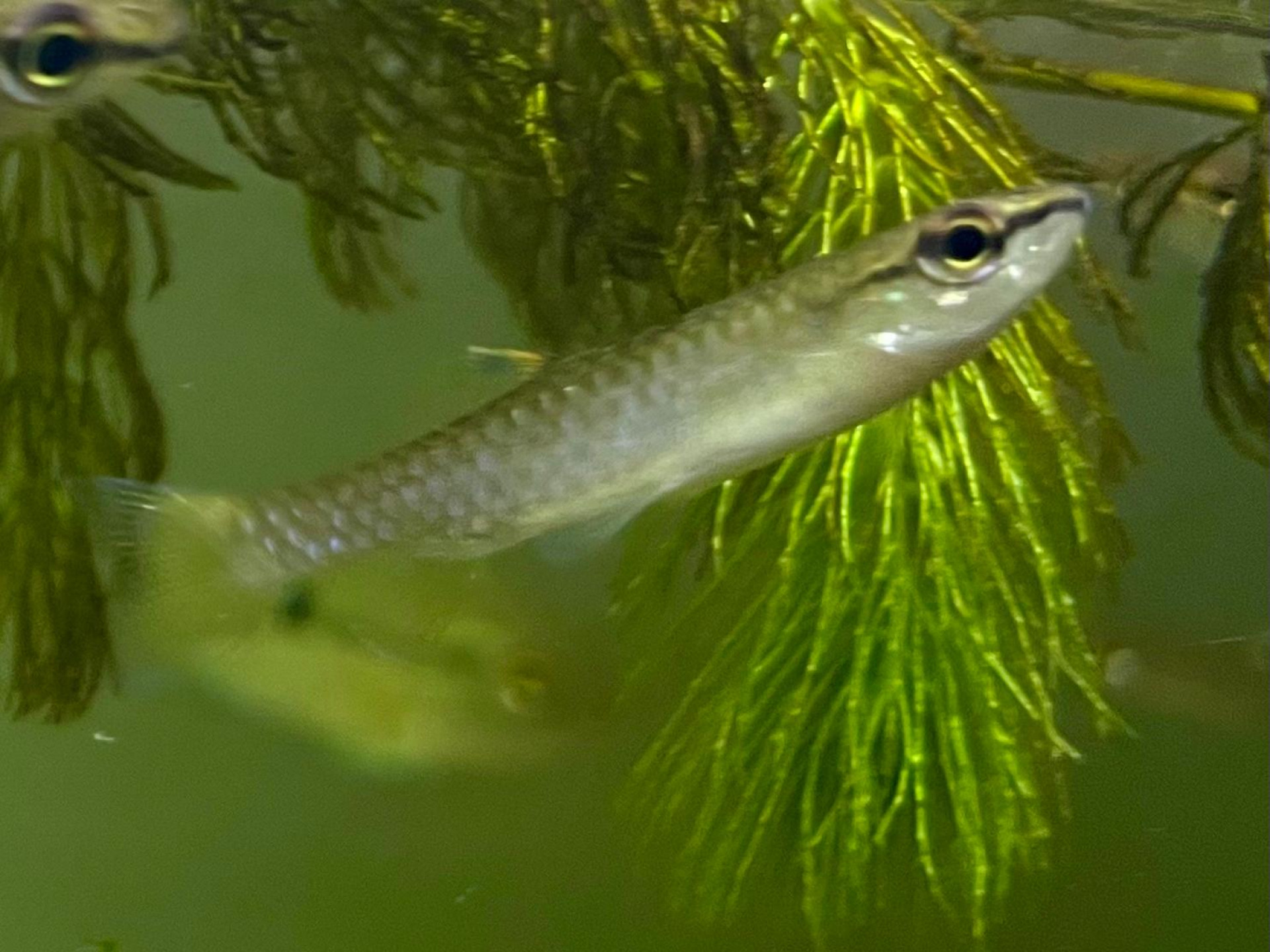 Peixe Tetra Splash (Copella Arnoldi), estudado por pesquisador da Universidade Federal do Pará (UFPA) 