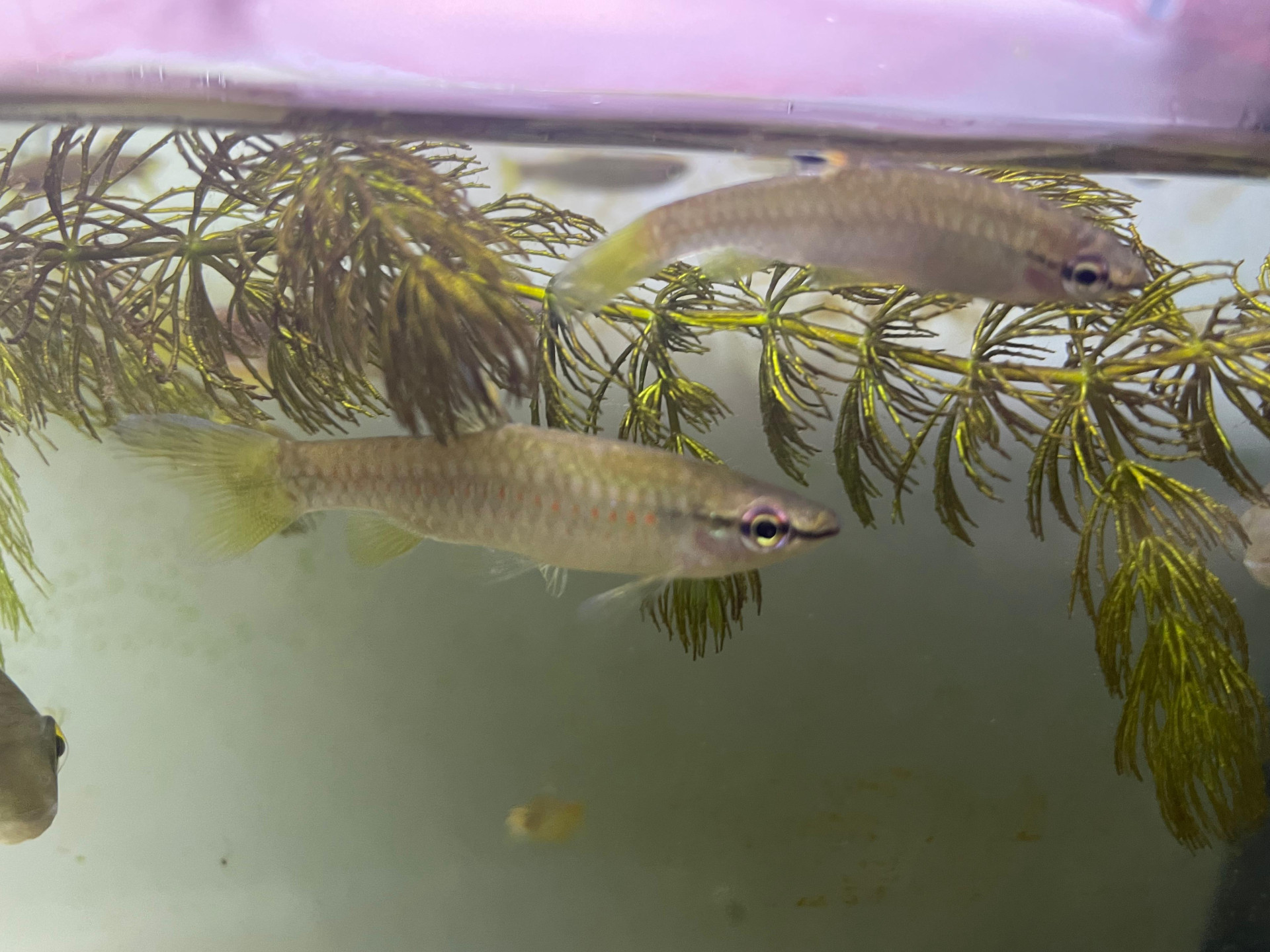 Peixe Tetra Splash (Copella Arnoldi), estudado por pesquisador da Universidade Federal do Pará (UFPA)