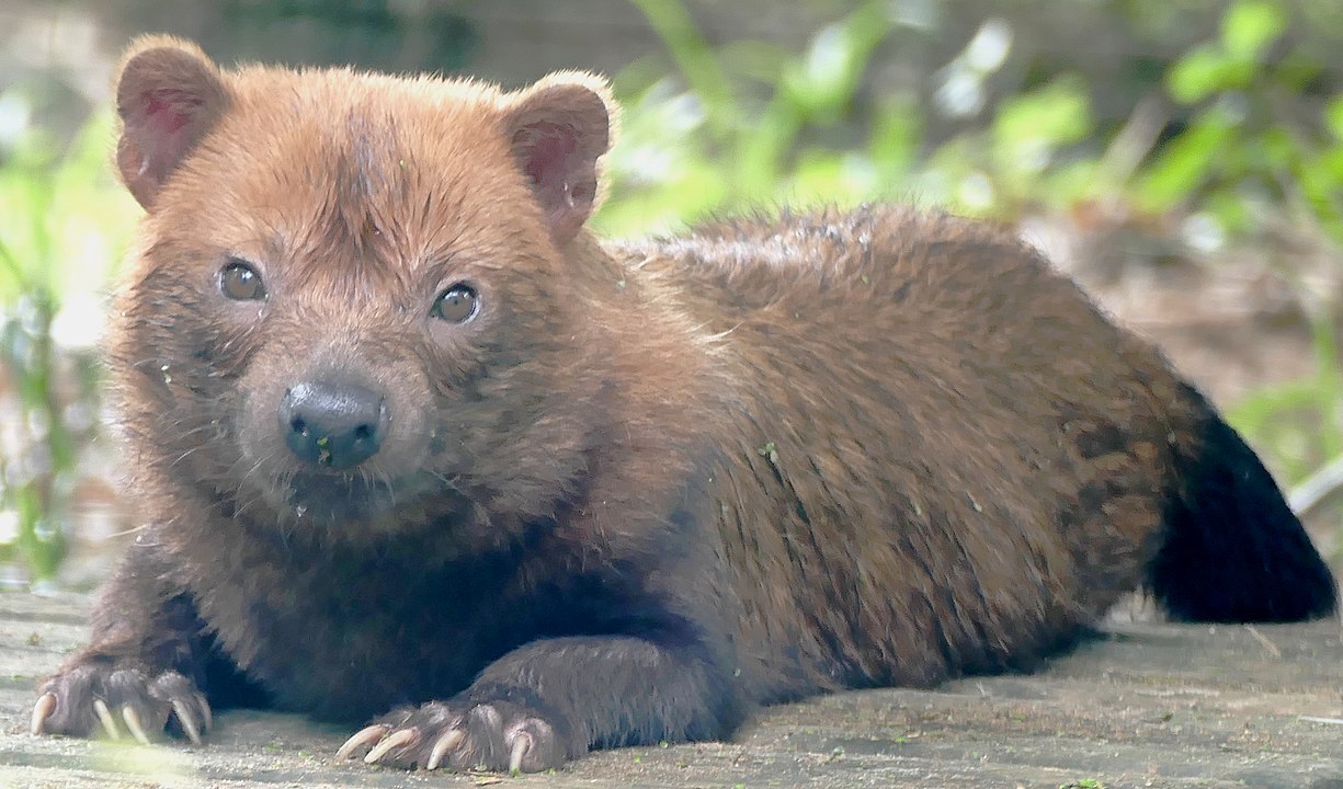 Segundo especialistas, esta espécie é considerada rara, pois tem poucos indivíduos na natureza: estima-se que apenas 2 a cada 100 km².