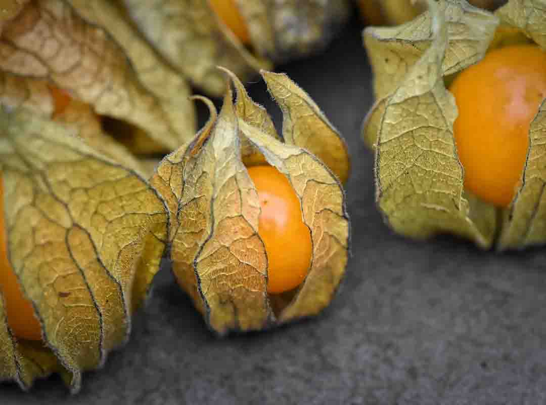Physalis - Nativa da América do Sul e cultivada também na Europa, tem sabor ácido com fundo doce, lembrando um tomate pequeno envolto em cálice. É fonte de vitaminas A e C e antioxidantes; o azedo é amenizado ao cozinhá-la com açúcar, sendo usada em doces finos e compotas