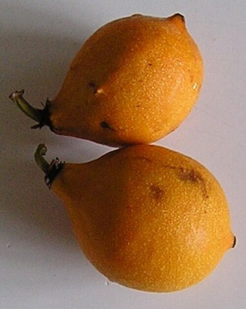 Bacupari (Garcinia gardneriana) - Encontrada na Mata Atlântica, tem casca grossa e polpa intensamente ácida. Possui ação antioxidante e digestiva; pode ser usada em geleia fervida com açúcar e cravo. Para balancear, adicione pectina e canela, criando uma geleia cremosa e menos pungente.