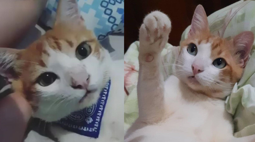 A tutora relatou o desaparecimento de seu gato após mudança; buscas continuam