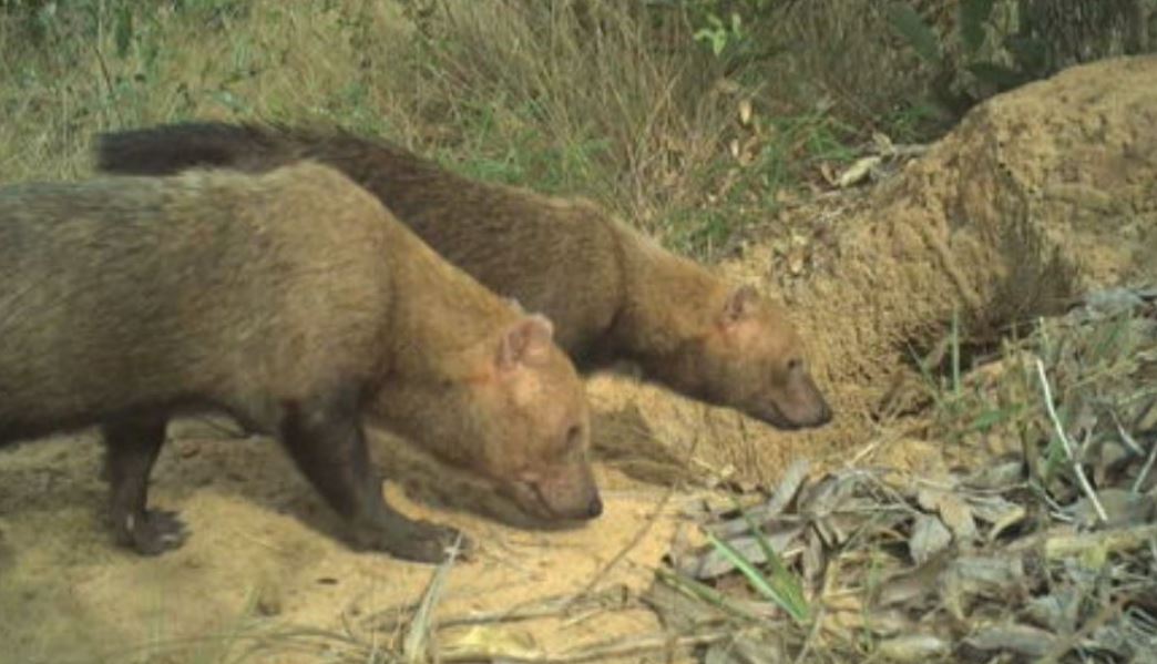 Além dos que foram encontrados em Inocência e no Vale do Ribeira, dois cachorros-vinagre adultos (foto) foram flagrados pela armadilha fotográfica no Parque Municipal do Pombo, em Mato Grosso do Sul.  