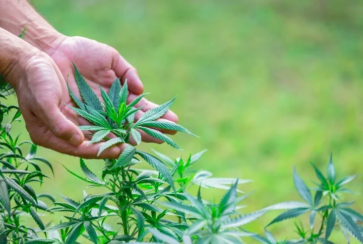 A recusa à descriminalização aumentou em todas as faixas etárias, incluindo os mais jovens. Na faixa etária de 16 a 24 anos, a oposição à legalização aumentou de 46% para 55%. Entre pessoas de 25 a 34 anos, a rejeição cresceu de 56% para 65%.