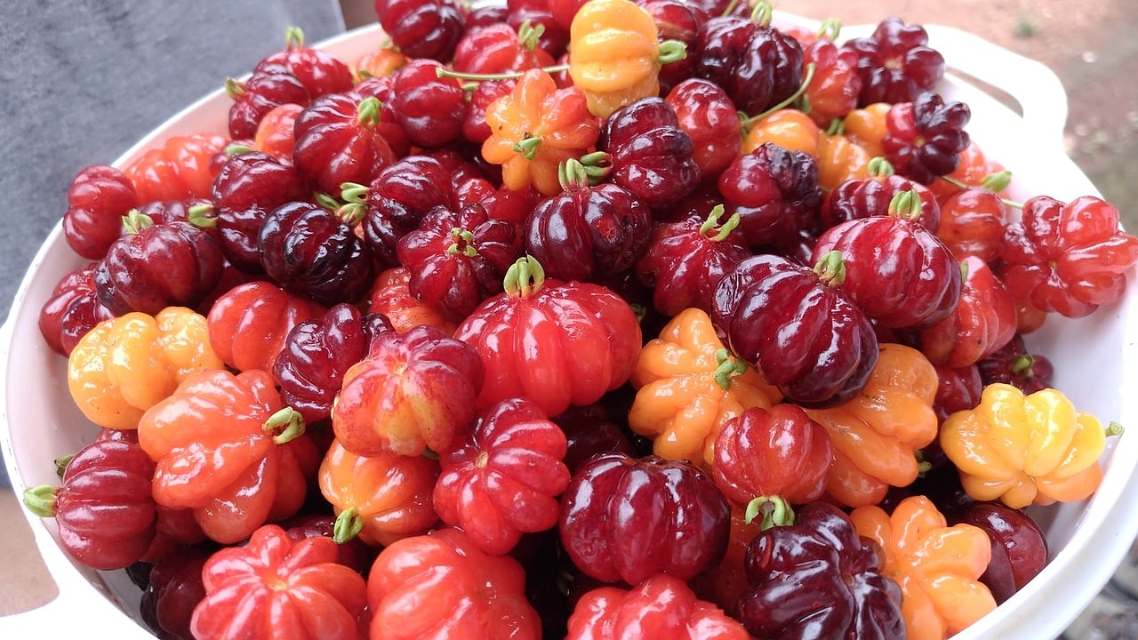 Pitanga - Nativa da Mata Atlântica e comum no Brasil, a pitanga é azeda especialmente quando colhida ainda alaranjada. Rica em antioxidantes, vitamina A e compostos anti-inflamatórios, seu sabor se suaviza ao amadurecer ou ao ser usada em sucos com açúcar, licores e geleias.