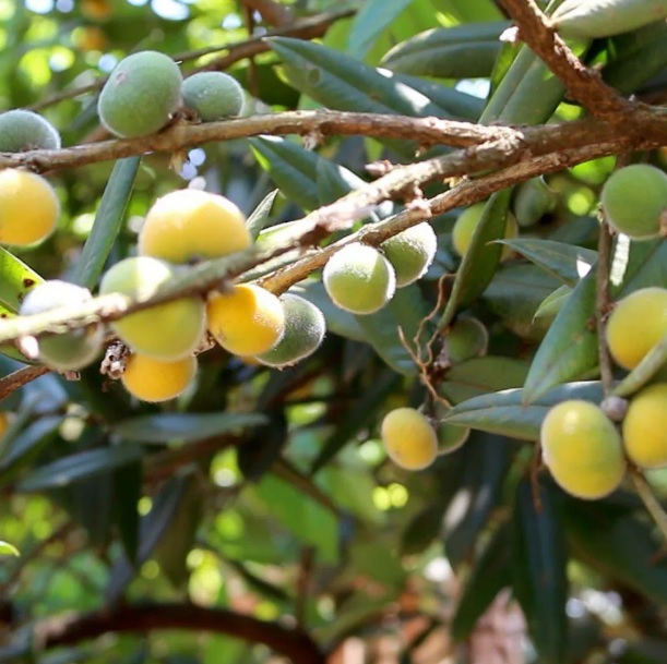 Cabeludinha (Plinia glomerata) - Fruta brasileira da Mata Atlântica, é pequena, amarela e muito ácida quando verde, suavizando ao amadurecer. Fonte de vitamina C e cálcio, ajuda na imunidade; o azedo é controlado com açúcar em sucos, vinagres artesanais e doces de colher.
