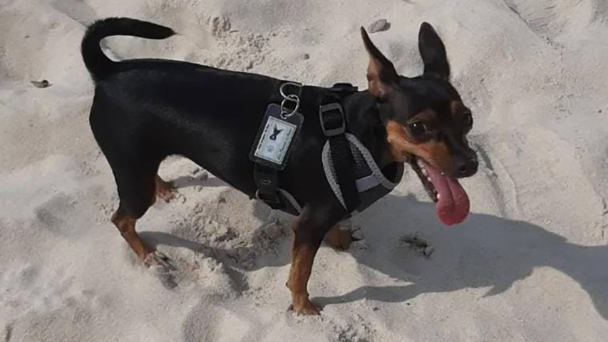 A cadelinha Jolie (foto), de 1 ano, foi morta por um pitbull ao passear no Rio de Janeiro. O pitbull pertencia ao dono de uma banca onde eles pararam para ver CDs. Estava sem coleira e sem focinheira. 