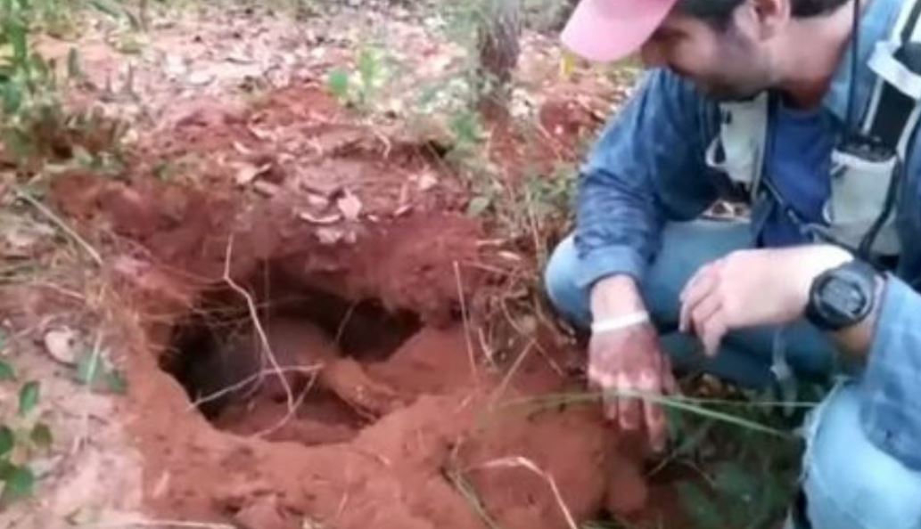 Eles gostam de ficar em tocas de tatu-canastra. Geralmente, esses tatus abrem tocas de até 5 metros de profundidade, mas ficam apenas dois dias. 