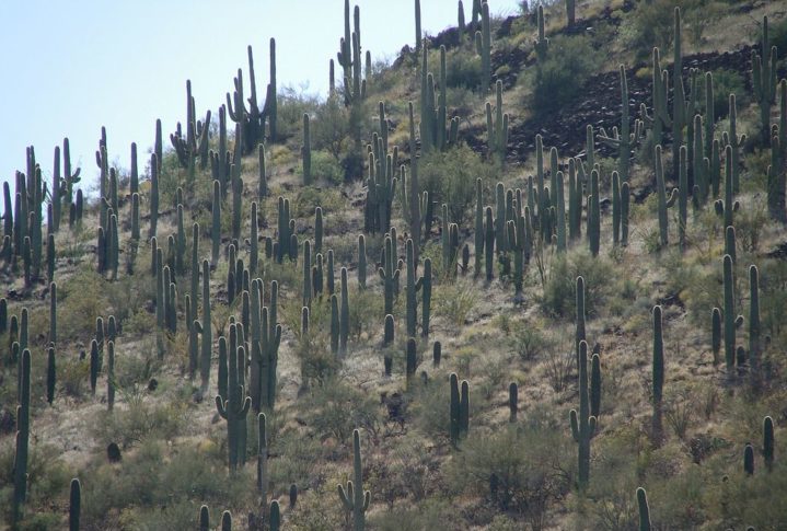 O Parque Nacional Saguaro é um dos destinos mais procurados de Tucson. O lugar abriga milhares de cactos saguaro, alguns dos quais têm mais de 150 anos!