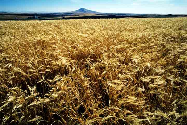 A cevada é um alimento funcional, rico em fibras, carotenóides e minerais. Entre eles, selênio, zinco e magnésio. Além de nutrientes com propriedades antioxidantes, sacietogênicas, laxantes e hipocolesterolêmicas.