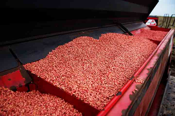 Diante disso, ela é comercializada na forma de grãos, flocos ou farinha, sendo utilizada para o preparo de saladas, pães, sopas, massas e risotos, ou na forma solúvel, que é usada como café de cevada. 