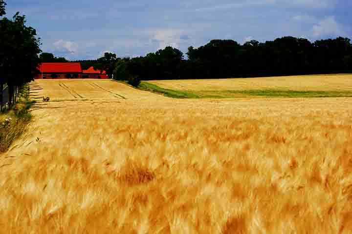 O cultivo da cevada iniciou-se entre 6000 a.C. e 7000 a.C., na área atualmente ocupada no Oriente Médio. Naquela época, era o principal cereal utilizado na alimentação humana, mais tarde substituída pelo trigo.