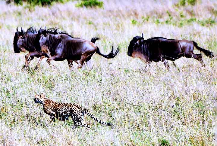 Masai Mara é uma das melhores reservas para ver grandes predadores em ação. Sua fama global se deve à abundância de fauna e à rica cultura Masai ao redor.