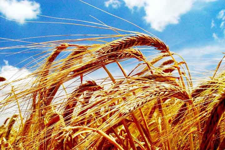 O grão de cevada apresenta embrião, endosperma e envoltório. O primeiro dá origem a uma nova planta, enquanto o segundo trata-se do tecido de reserva do grão, destacando-se por ser rico em amido. O envoltório garante proteção ao embrião.