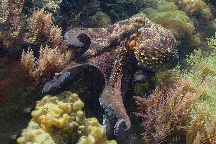 Cada braço possui um cordão nervoso axial (ANC), uma espécie de espinha dorsal própria que percorre todo o comprimento do membro, ramificando-se em estruturas que vão até as ventosas.
